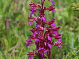 Anacamptis_papilionacea_San_Nicandro